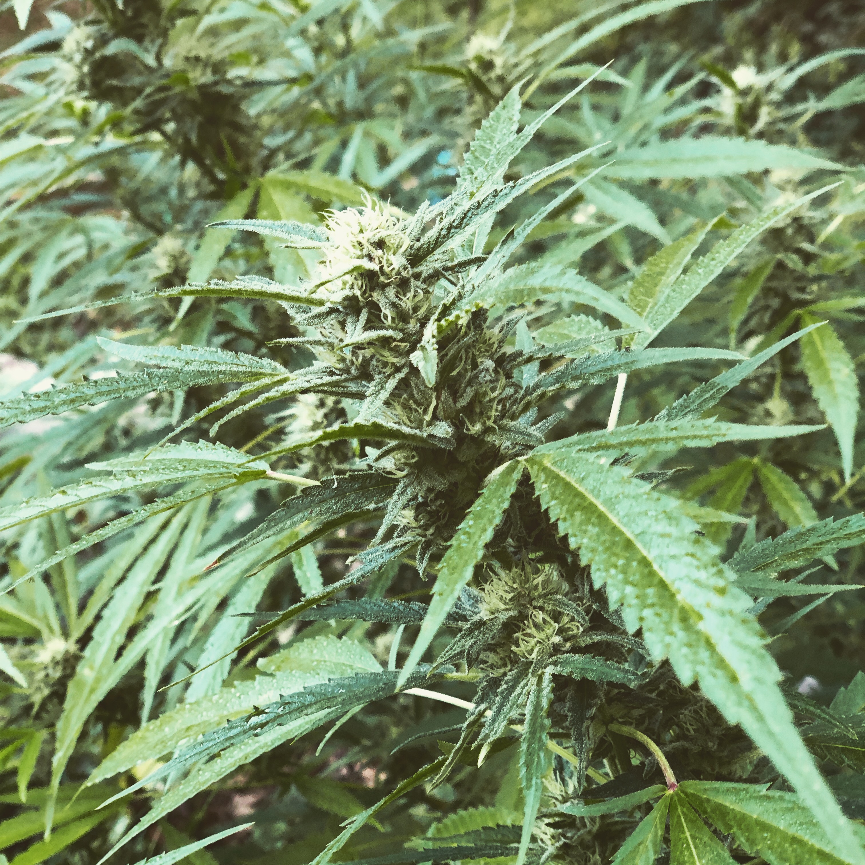 Fresh Grown Cannabis