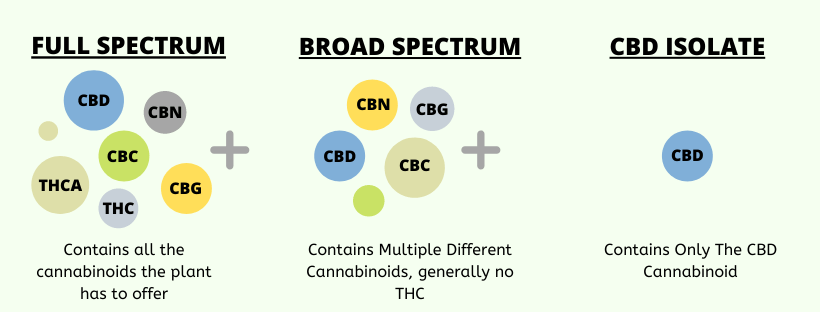 Infographic: CBD Isolate VS Broad and Full Spectrum CBD