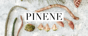 Terpene Tuesday: Pinene