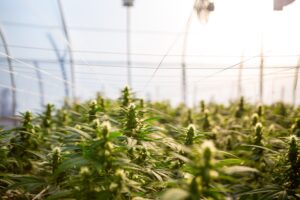 Cannabis Prisoners are Getting Second Chances at Eternel Hemp Farms